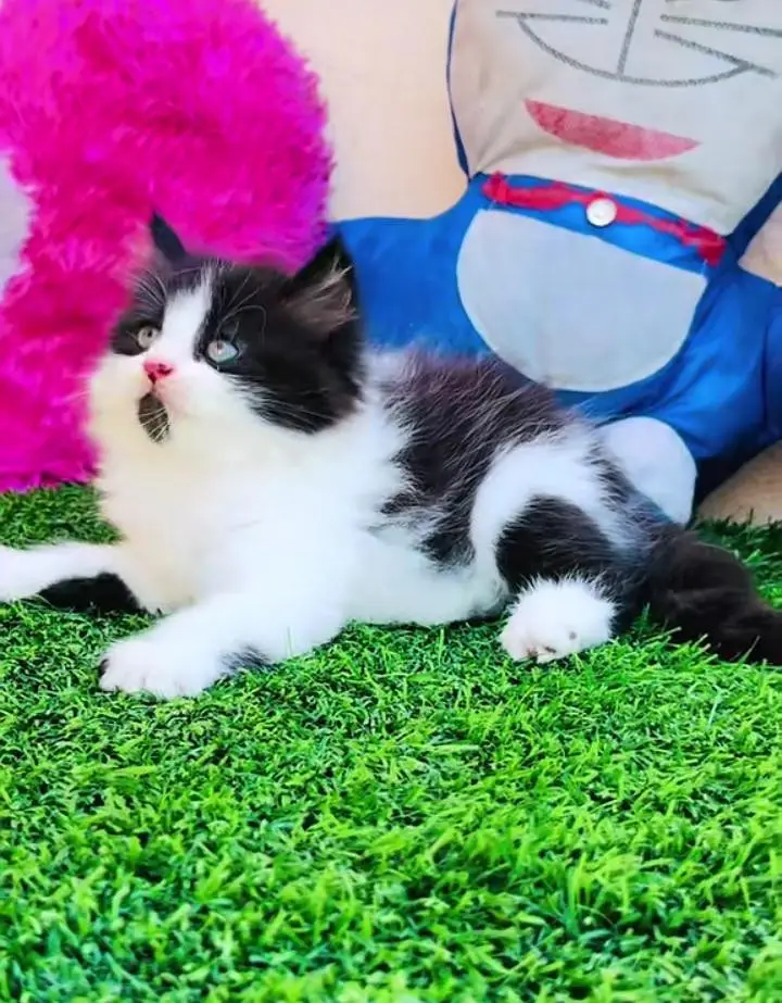 Persian cats My WhatsApp 03057080474 \£¥¢¥¥¢÷£π£€£ — photo 6