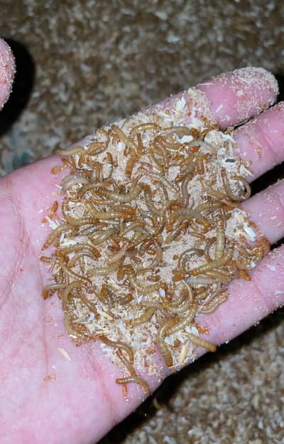 Fresh live mealworms