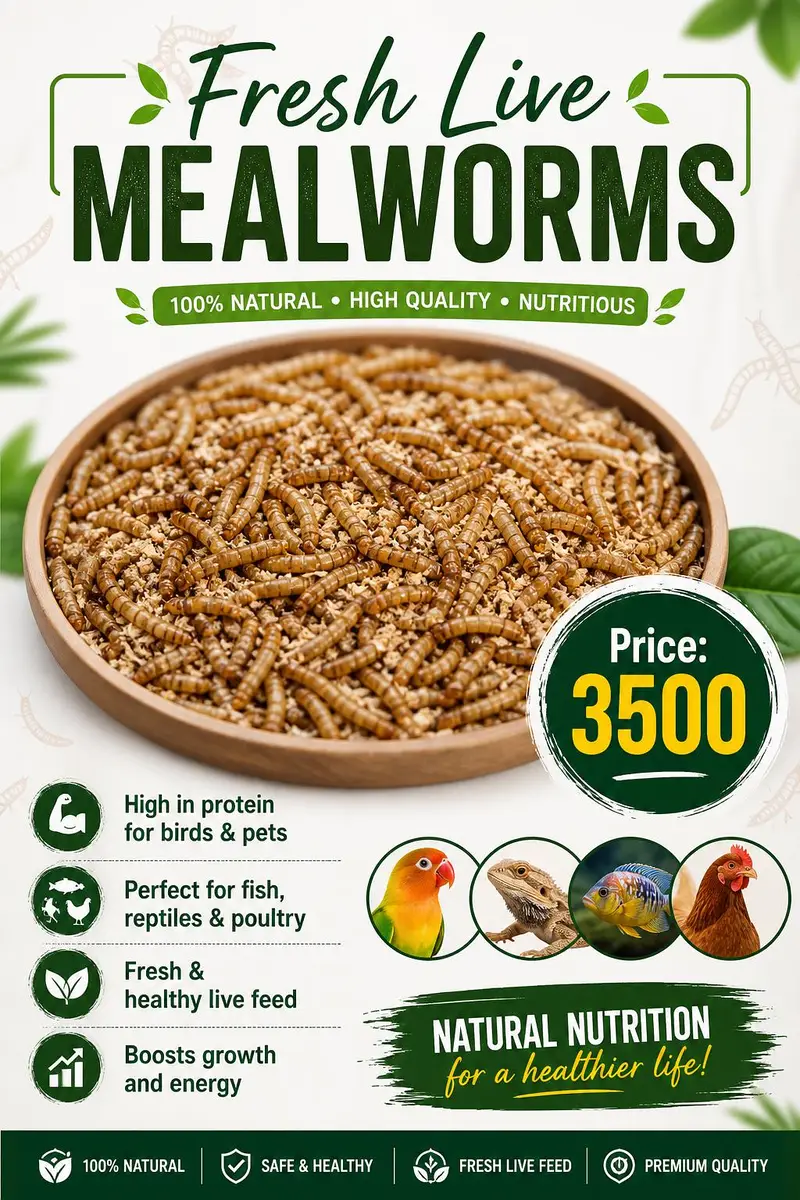 Fresh live mealworms — photo 2