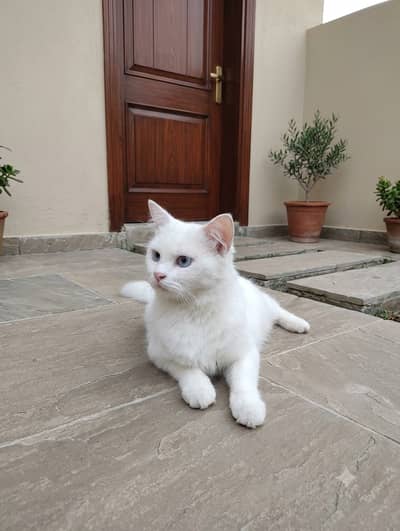 Male Adult Persian Cat for Urgent Sale