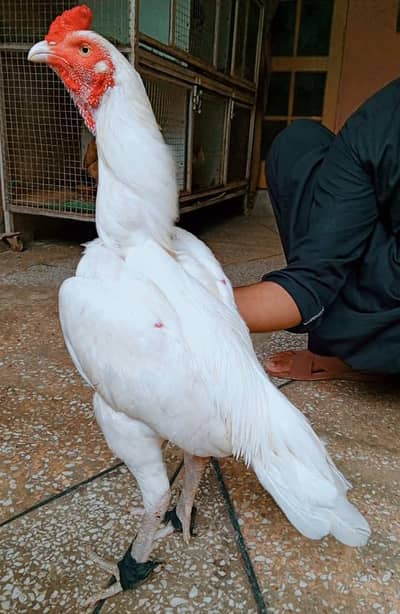 White Aseel Murga For Sale