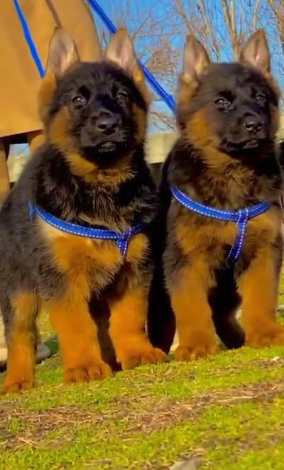 Gurman Shaft Dog My WhatsApp 03057080474 ///\\^£¥¥¢°π¢√¢¥£€££