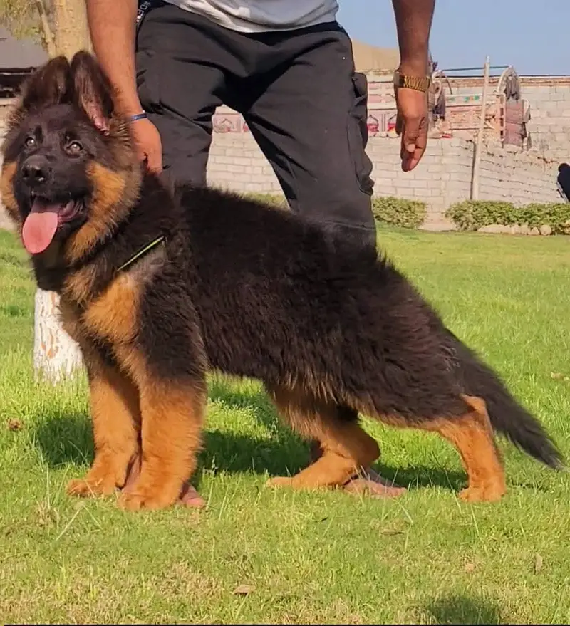 Gurman Shaft Dog My WhatsApp 03057080474 ///\\^£¥¥¢°π¢√¢¥£€££ — photo 5