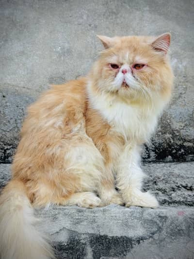 Piki face adult male for sale