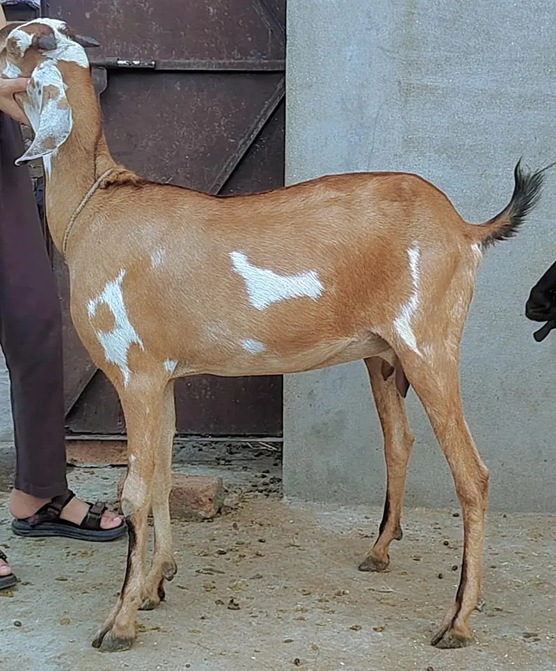 Beetal nasal ki doodh wali bakri — photo 7
