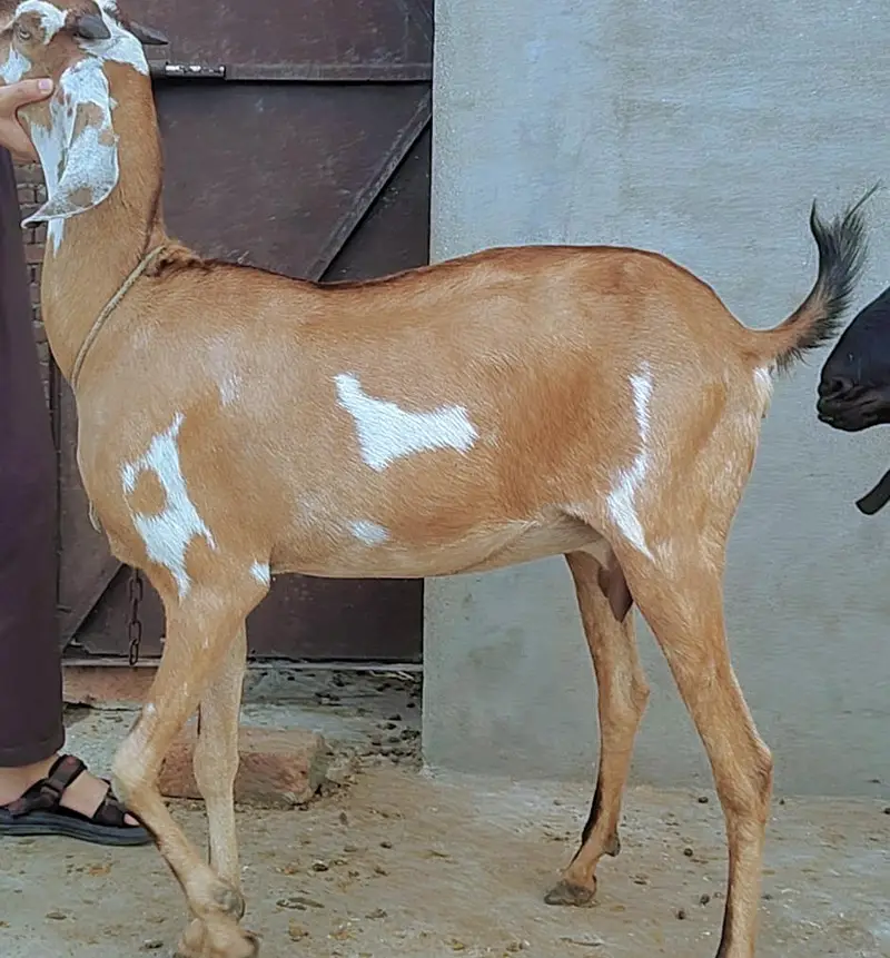 Beetal nasal ki doodh wali bakri — photo 6
