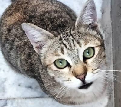Desi/domestic indoor cat