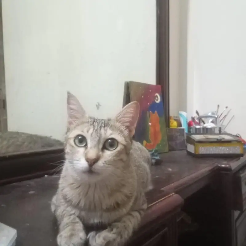 Desi/domestic indoor cat — photo 2