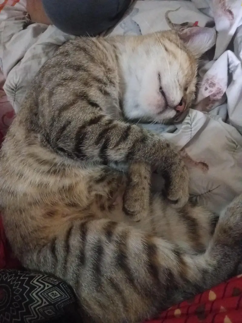 Desi/domestic indoor cat — photo 3