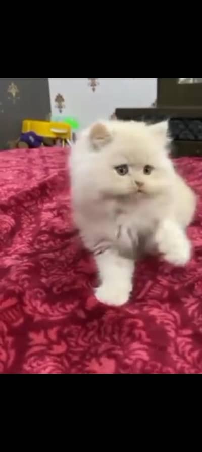 pure Persian kittens triple coat for sale contact whatsap 03716930454