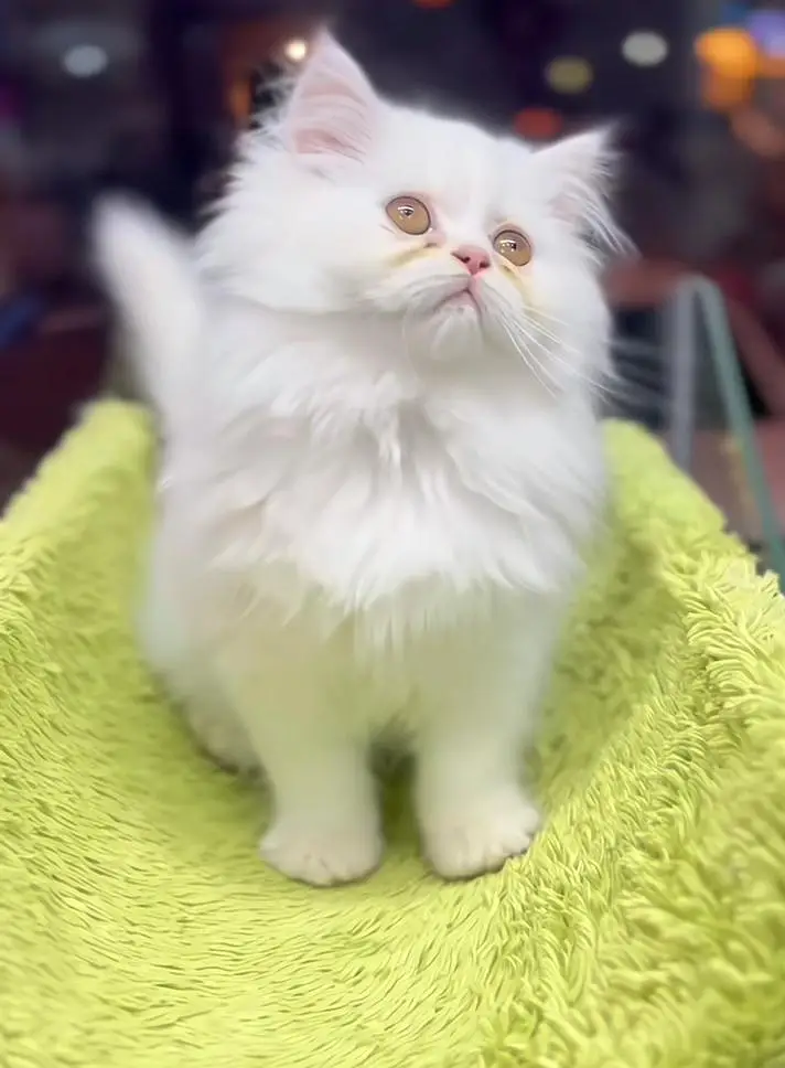 Persian cats My WhatsApp 03057080474 ////\\\\£°¢¥€£¥£¥£ — photo 2