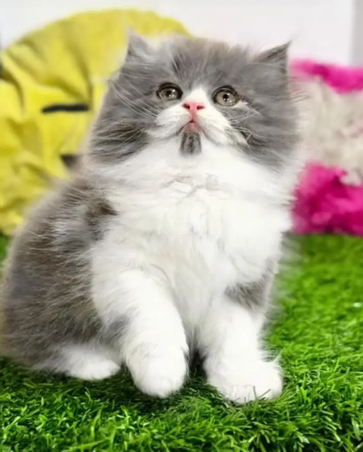 Persian cats My WhatsApp 03057080474 ////\\\\£°¢¥€£¥£¥£ — photo 4
