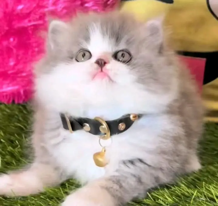 Persian cats My WhatsApp 03057080474 ////\\\\£°¢¥€£¥£¥£ — photo 9