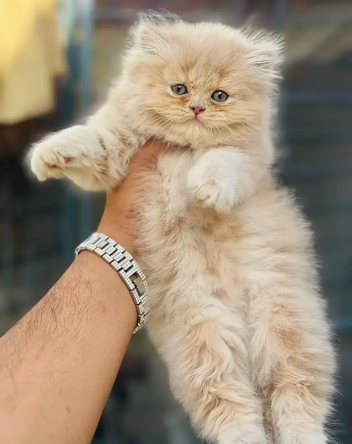 Persian cats My WhatsApp 03057080474 ////\\\\£°¢¥€£¥£¥£ — photo 10