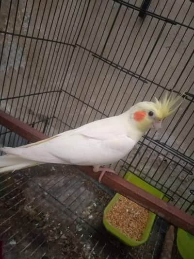 cocktail male