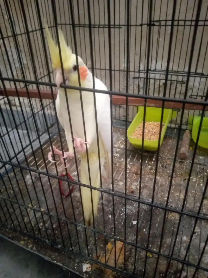 cocktail male — photo 3
