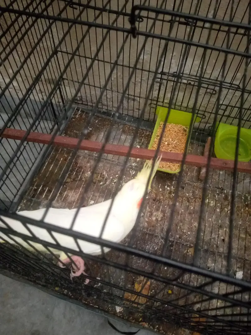 cocktail male — photo 5
