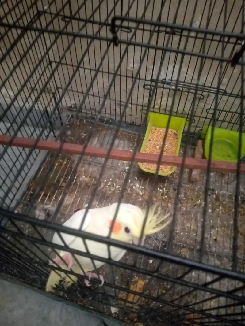 cocktail male — photo 6