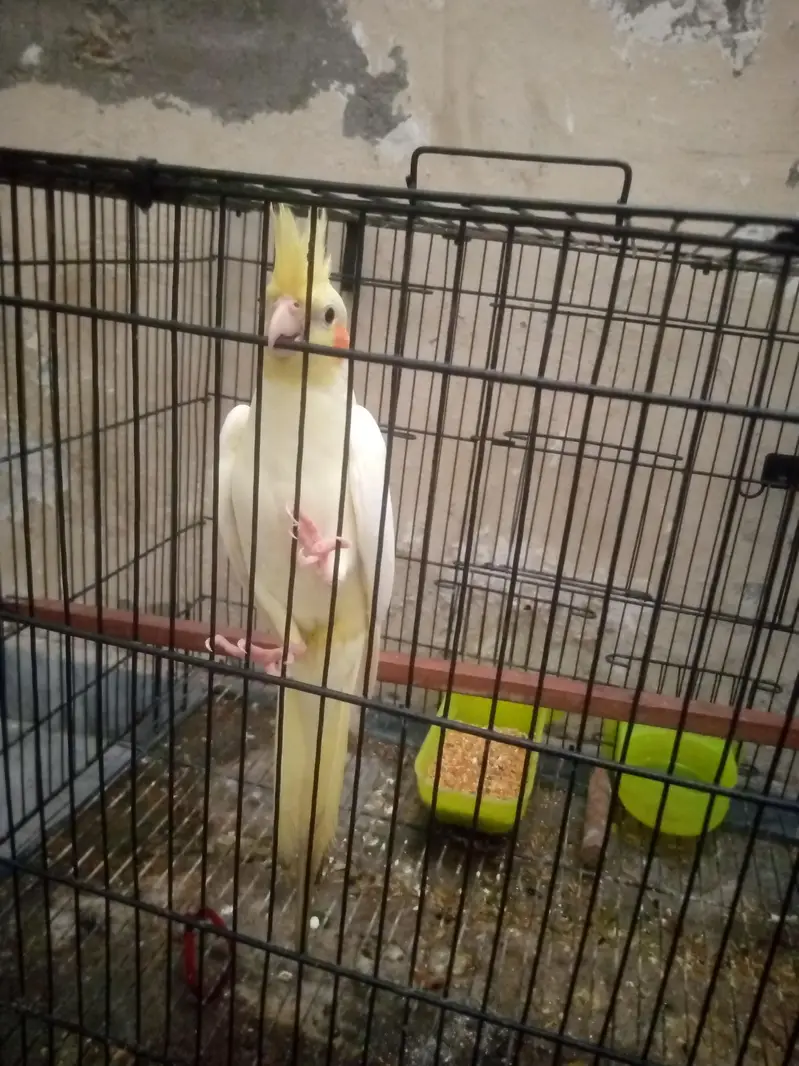 cocktail male — photo 7