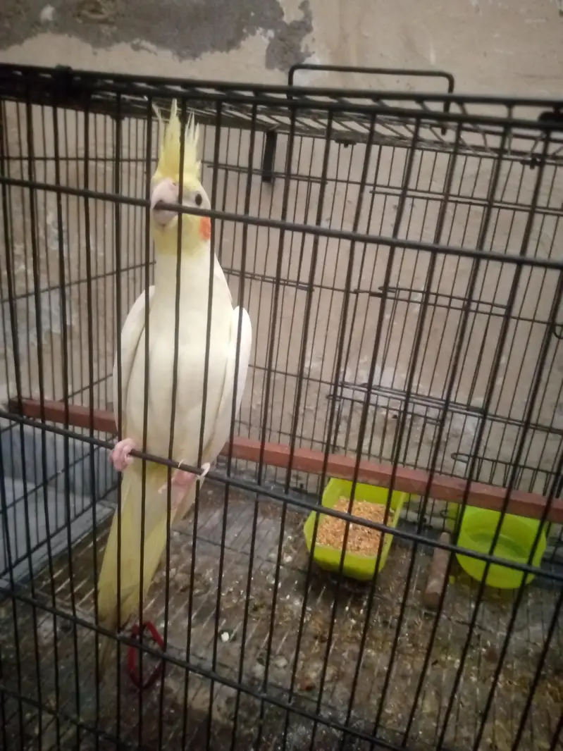 cocktail male — photo 8
