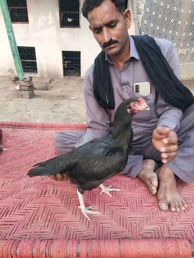 Begum Lasani Aseel pair Mushka