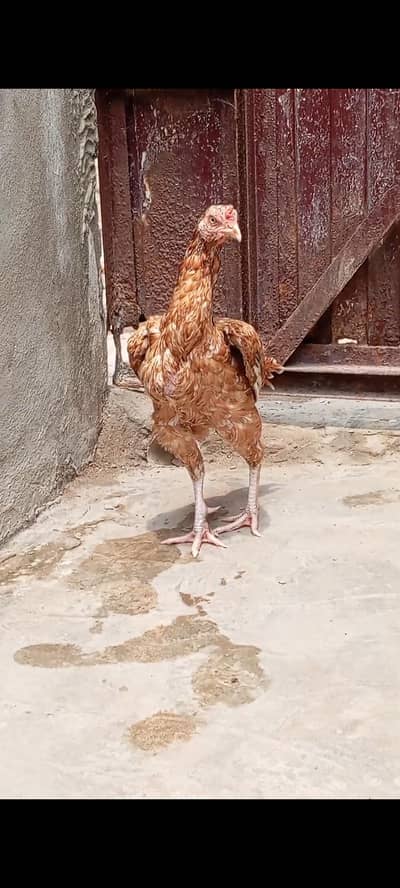 kilo wali aseel Madi peeli pure high quality