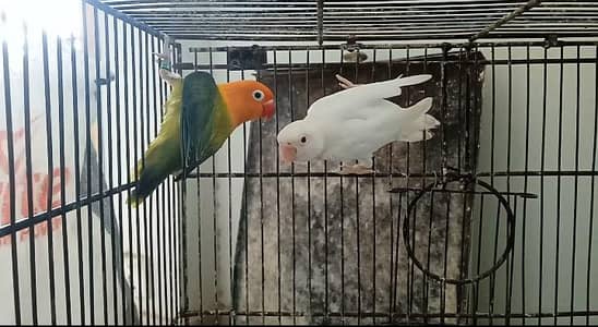 pale fellow opline split female. . albino red eye male