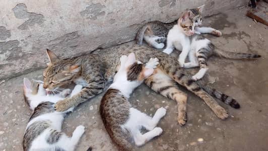 cats sell