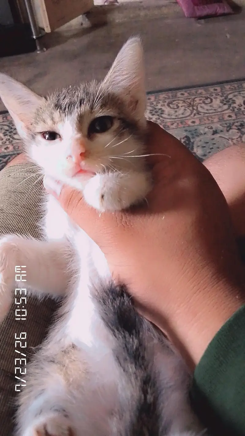 cats sell — photo 2