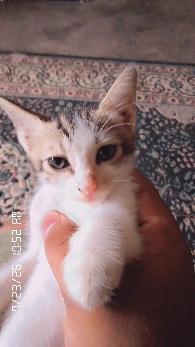 cats sell — photo 3