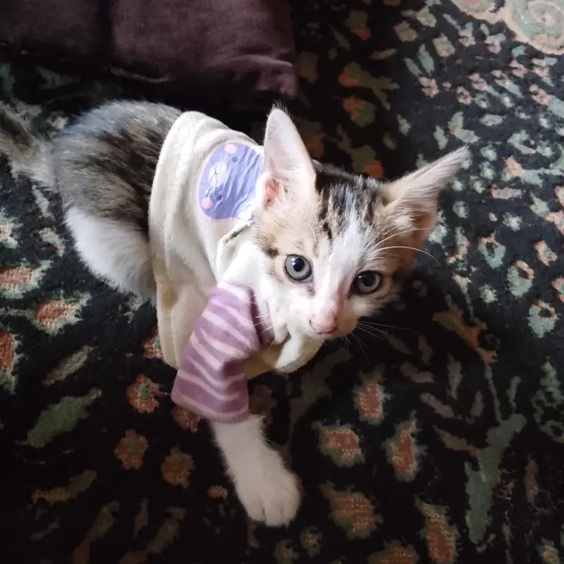 cats sell — photo 4