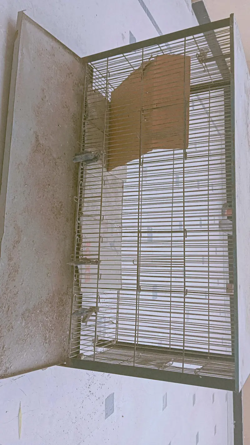 Steel Cages and Australian Birds — photo 2