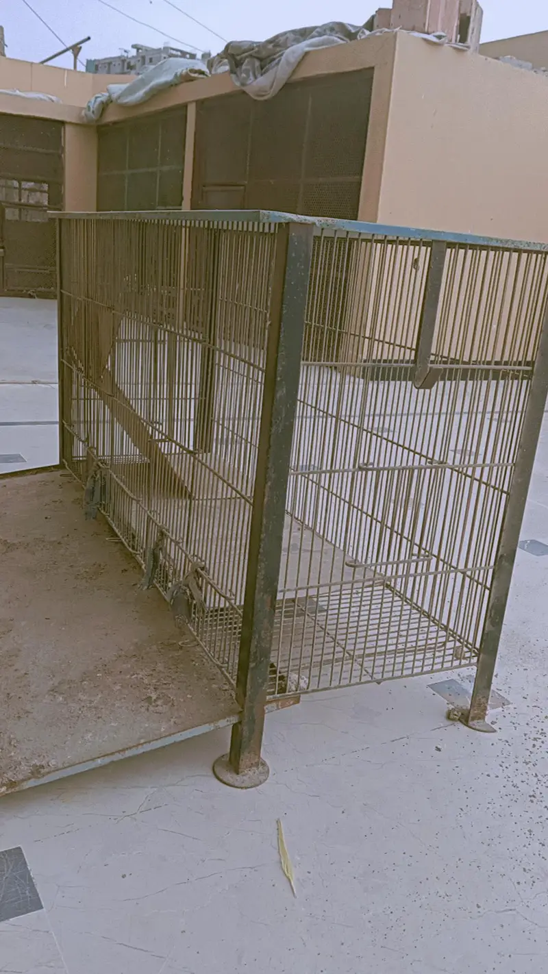 Steel Cages and Australian Birds — photo 3