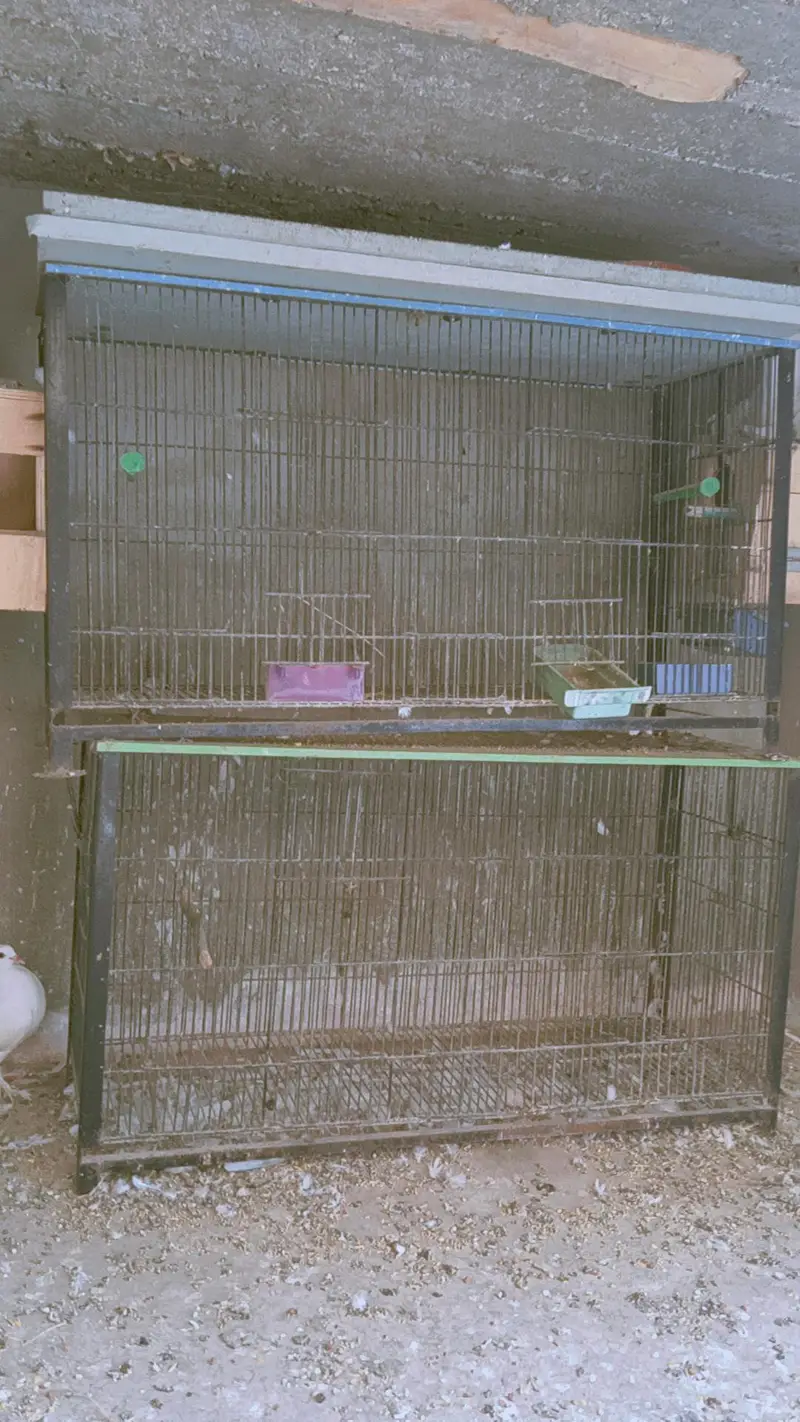 Steel Cages and Australian Birds — photo 4