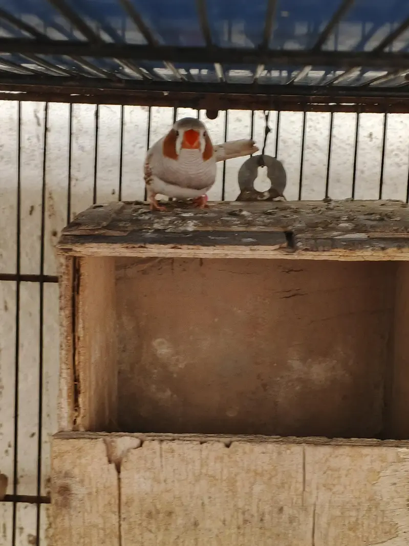 bird's