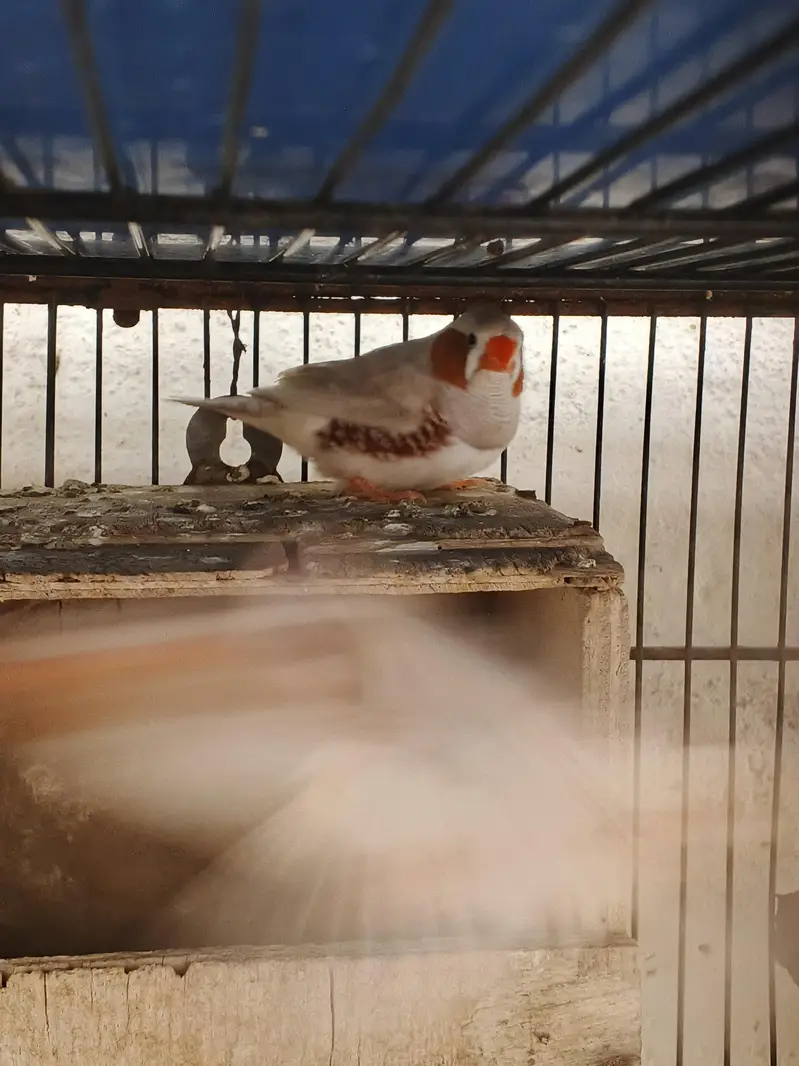 bird's — photo 2