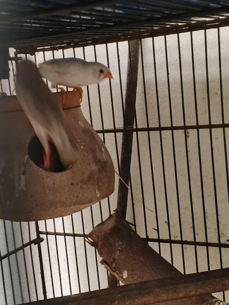 bird's — photo 3