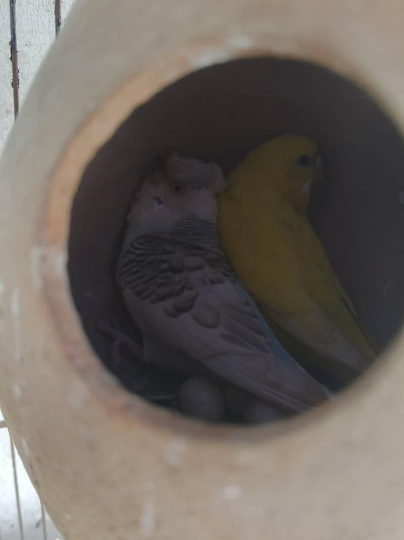 bird's 3