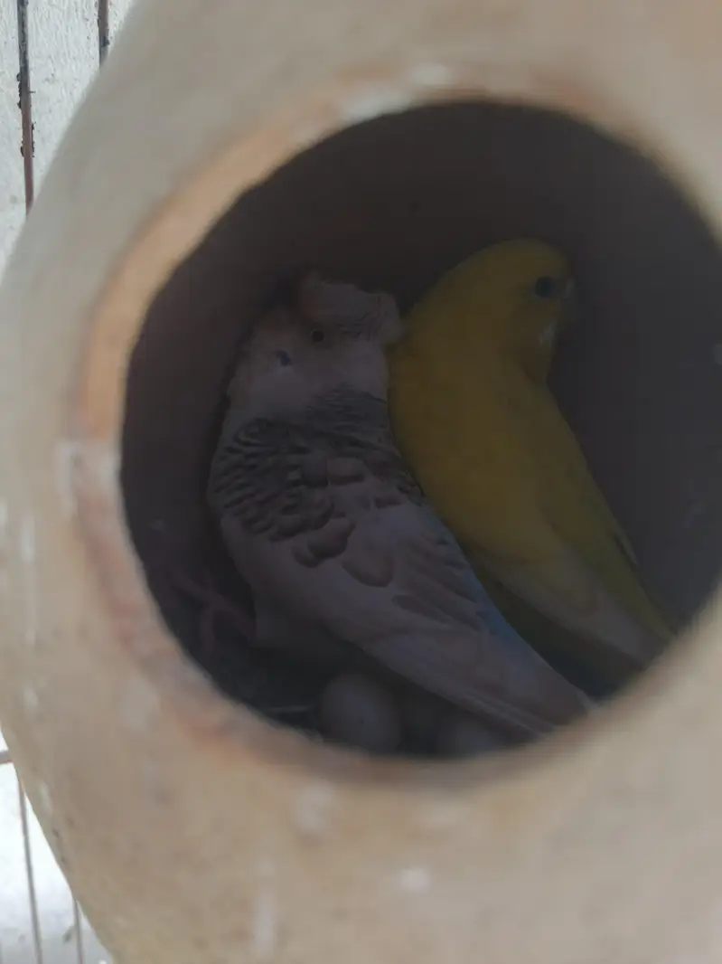 bird's — photo 4