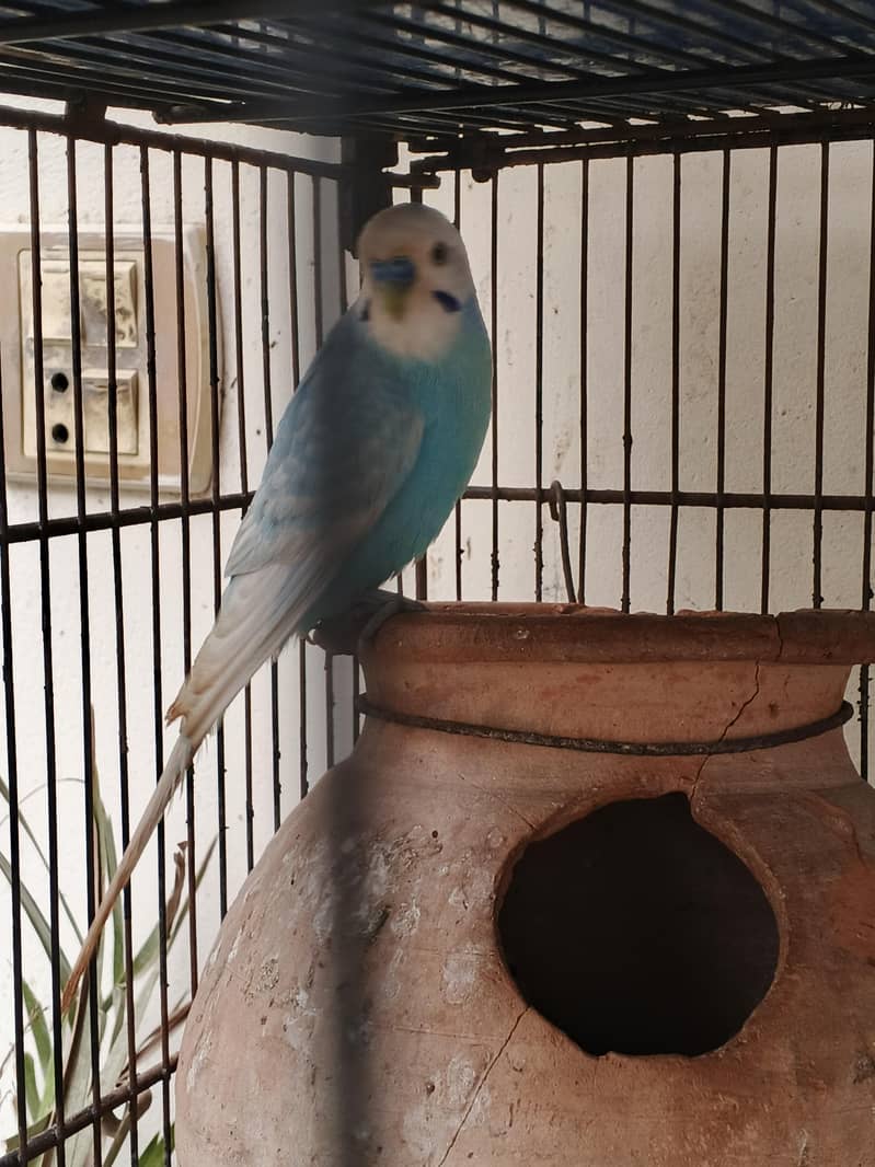 bird's 4