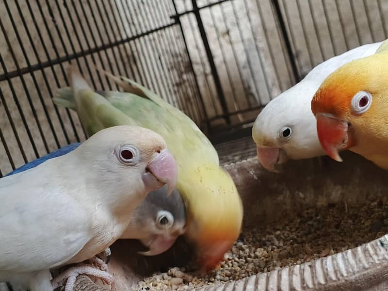 bird's 6