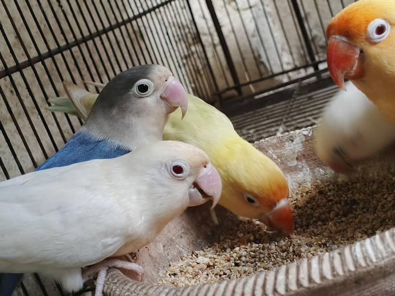 bird's 7
