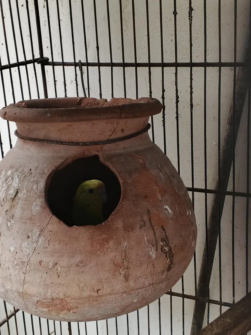 bird's — photo 9