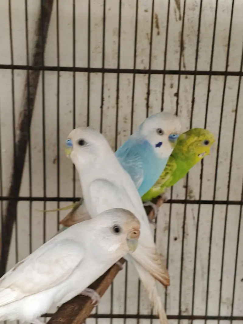 bird's — photo 10