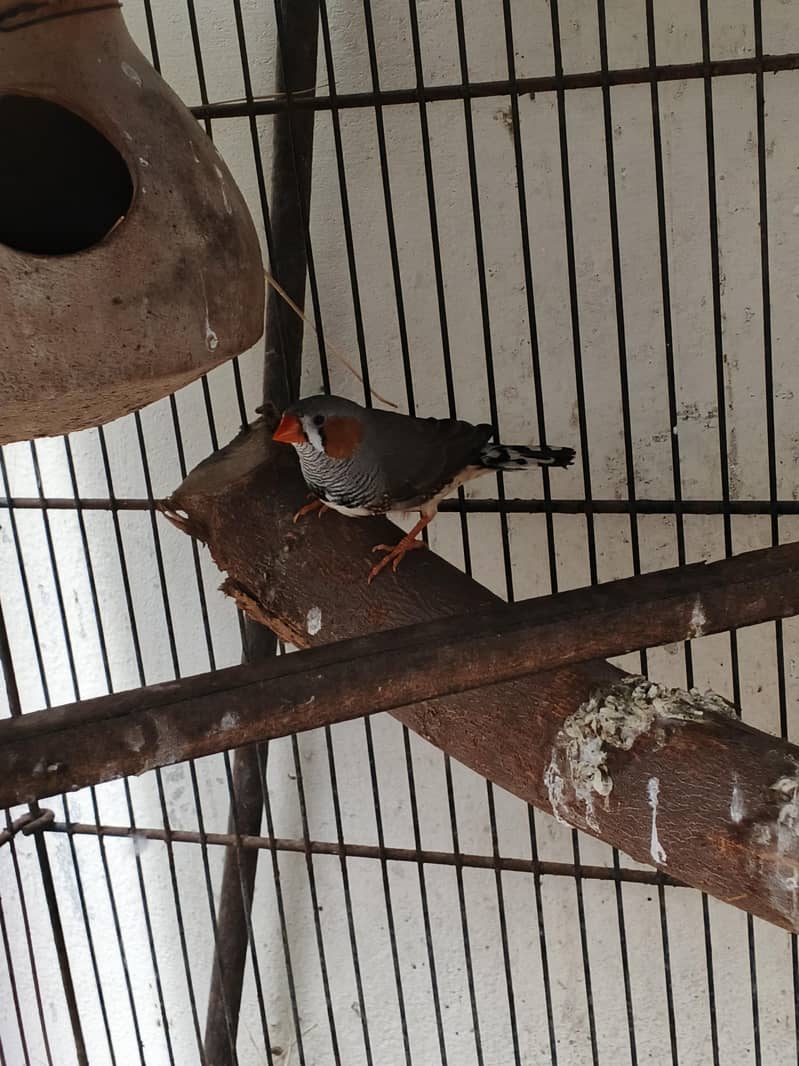 bird's 10