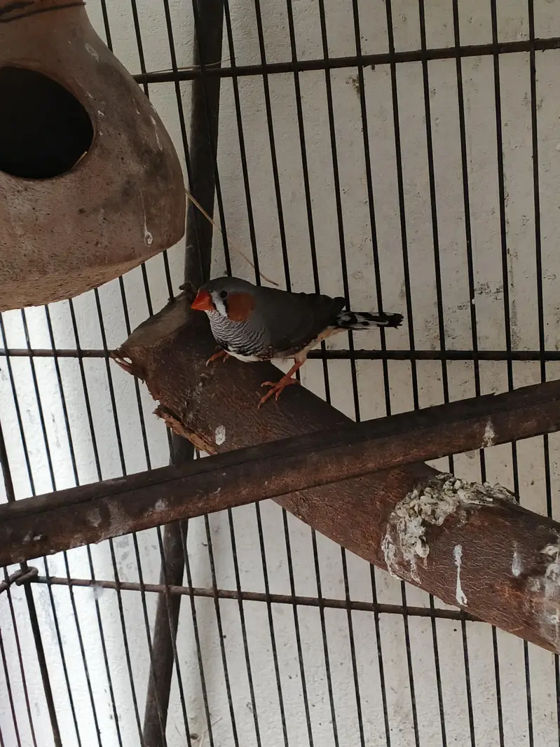 bird's — photo 11