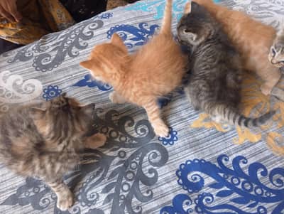 triple ND double coated Persian kittens for sale