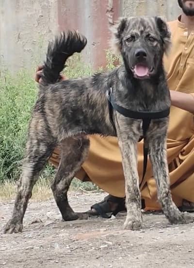 Kurdish kangal security dog 4 month male for sale
