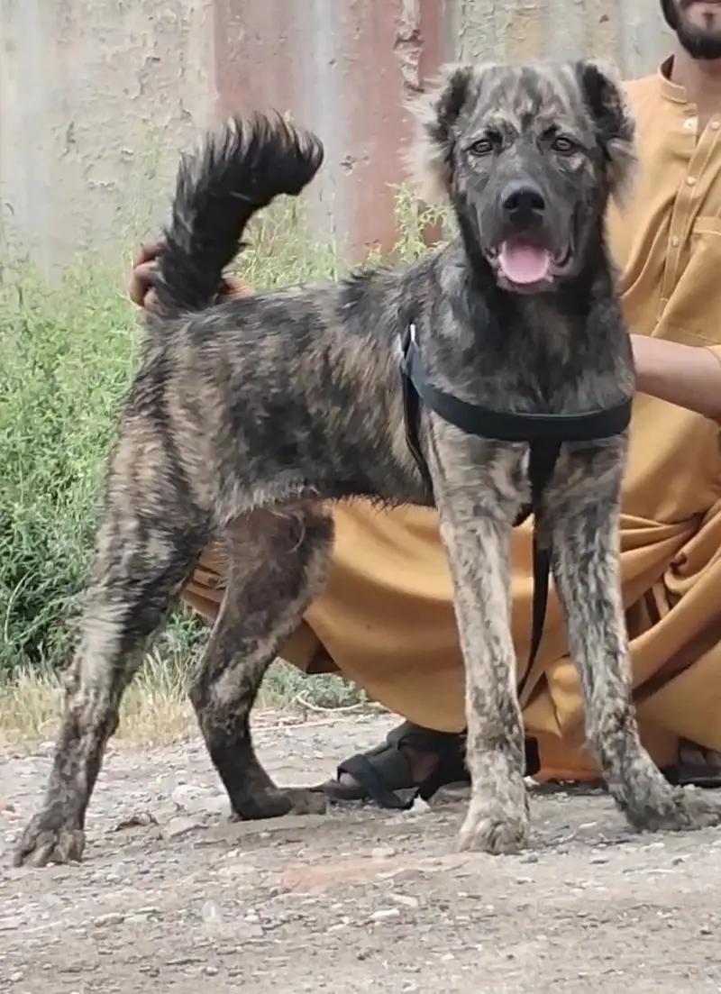 Kurdish kangal security dog 4 month male for sale — photo 2