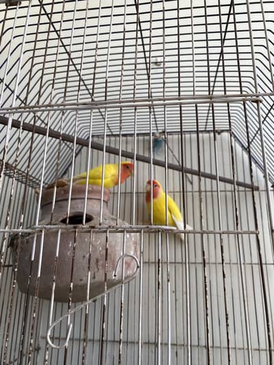 lutina red eyes bredar pair with eggs and cage